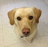 Seneca-ADOPTED 01.08.11