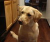Seneca-ADOPTED 01.08.11