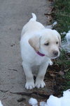 Seneca-ADOPTED 01.08.11