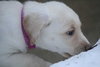 Seneca-ADOPTED 01.08.11