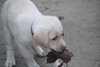 Seneca-ADOPTED 01.08.11