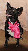 Joslyn-ADOPTED 11.08.12