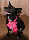 Joslyn-ADOPTED 11.08.12