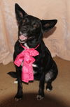 Joslyn-ADOPTED 11.08.12