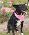 Joslyn-ADOPTED 11.08.12