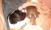 Marque-ADOPTED