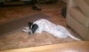 Marque-ADOPTED