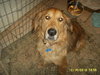Mr. Koda -Adopted