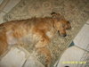 Mr. Koda -Adopted