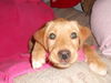 Db Litter-Evie-ADOPTED