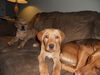 Db Litter-Evie-ADOPTED