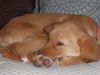 Db Litter-Evie-ADOPTED