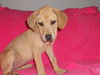 Db Litter-Shelby-ADOPTED