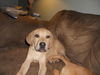 Db Litter-Shelby-ADOPTED