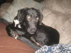 Bradley - ADOPTED-1.15.11