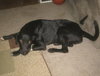 Bradley - ADOPTED-1.15.11