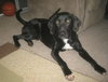 Bradley - ADOPTED-1.15.11