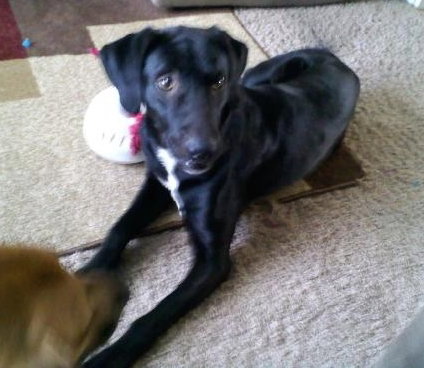 Bradley - ADOPTED-1.15.11