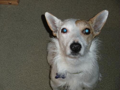 Zoie-ADOPTED-3.27.11
