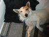 Zoie-ADOPTED-3.27.11
