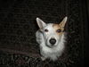 Zoie-ADOPTED-3.27.11