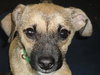 Prancer-ADOPTED-1.26.11
