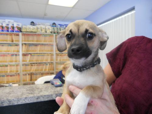 Prancer-ADOPTED-1.26.11