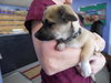 Prancer-ADOPTED-1.26.11