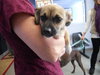 Prancer-ADOPTED-1.26.11
