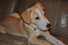 Tyler-ADOPTED-1.9.11