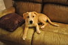 Tyler-ADOPTED-1.9.11