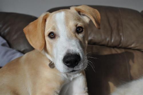 Tyler-ADOPTED-1.9.11