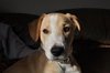 Tyler-ADOPTED-1.9.11