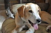 Tyler-ADOPTED-1.9.11