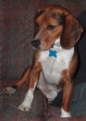 Shiloh - ADOPTED 01.22.11