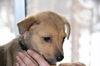 Eb Litter Charming - ADOPTED 02.17.11