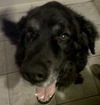 Mary-ADOPTED