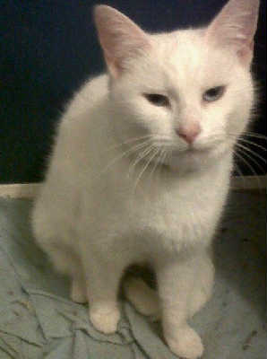 Blanche-ADOPTED-12.29.11
