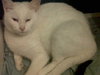 Blanche-ADOPTED-12.29.11