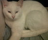 Blanche-ADOPTED-12.29.11