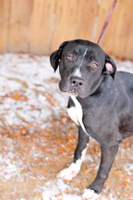 Annie-$100 -ADOPTED