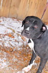 Annie-$100 -ADOPTED