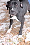 Annie-$100 -ADOPTED