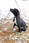 Annie-$100 -ADOPTED