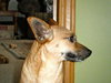 Tiny Tim-ADOPTED-3.12.11