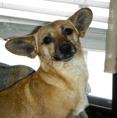 Tiny Tim-ADOPTED-3.12.11