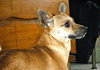 Tiny Tim-ADOPTED-3.12.11