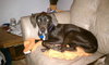 Blue Bird-Adopted
