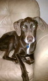 Blue Bird-Adopted