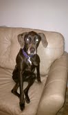 Blue Bird-Adopted